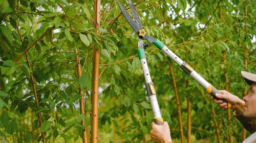 Élagage des arbres et taille des haies